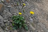 Leontodon caucasicus. Цветущее растение. Дагестан, Гунибский р-н, с. Гамсутль, ≈ 1400 м н.у.м., осыпающийся каменистый склон. 29.07.2022.
