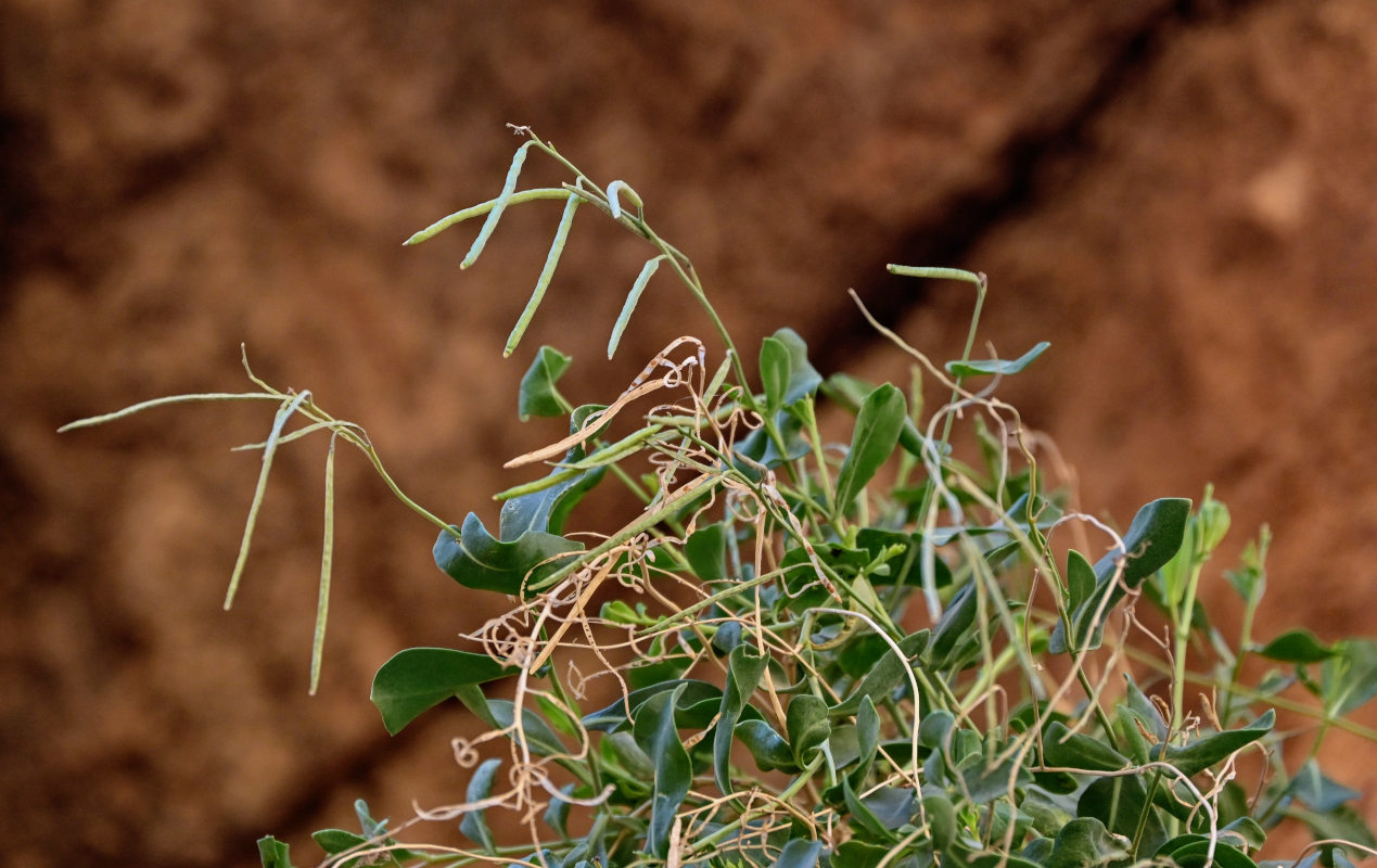 Изображение особи Moricandia suffruticosa.