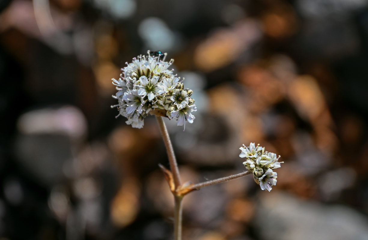 Image of Gypsophila cephalotes specimen.