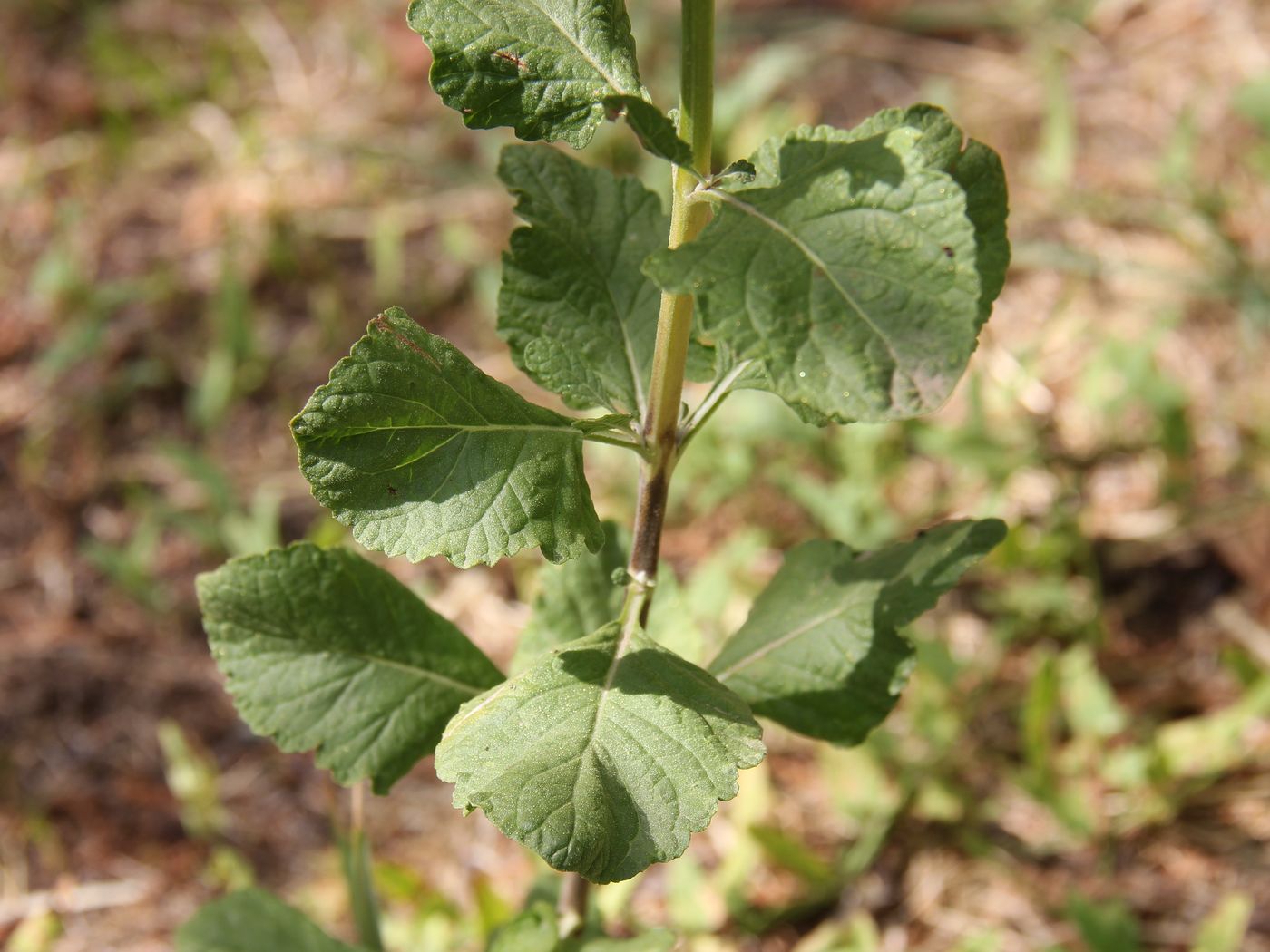 Image of Perovskia scrophulariifolia specimen.