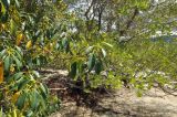 Excoecaria agallocha