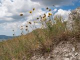 Anthemis tinctoria