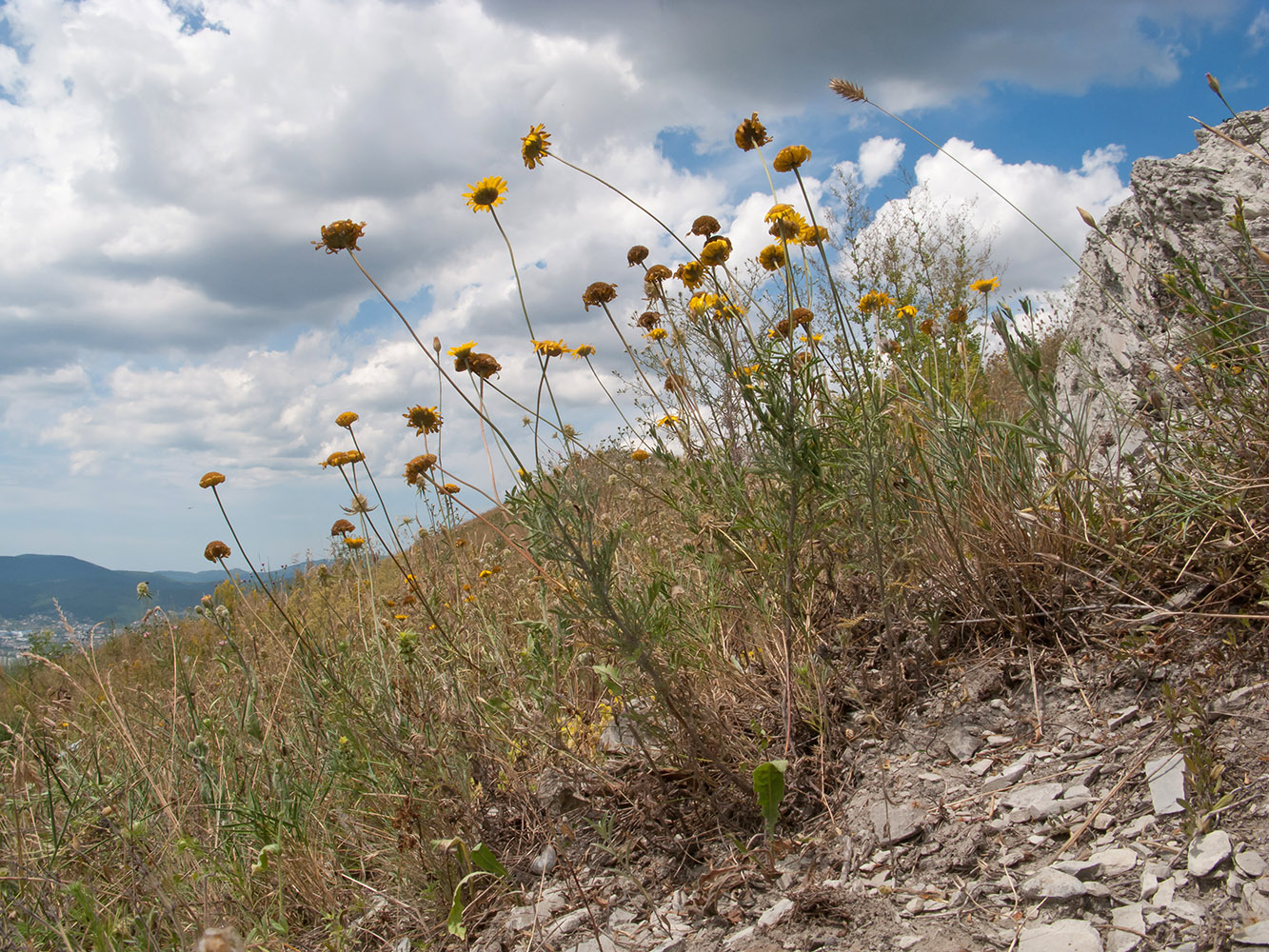 Image of Anthemis tinctoria specimen.