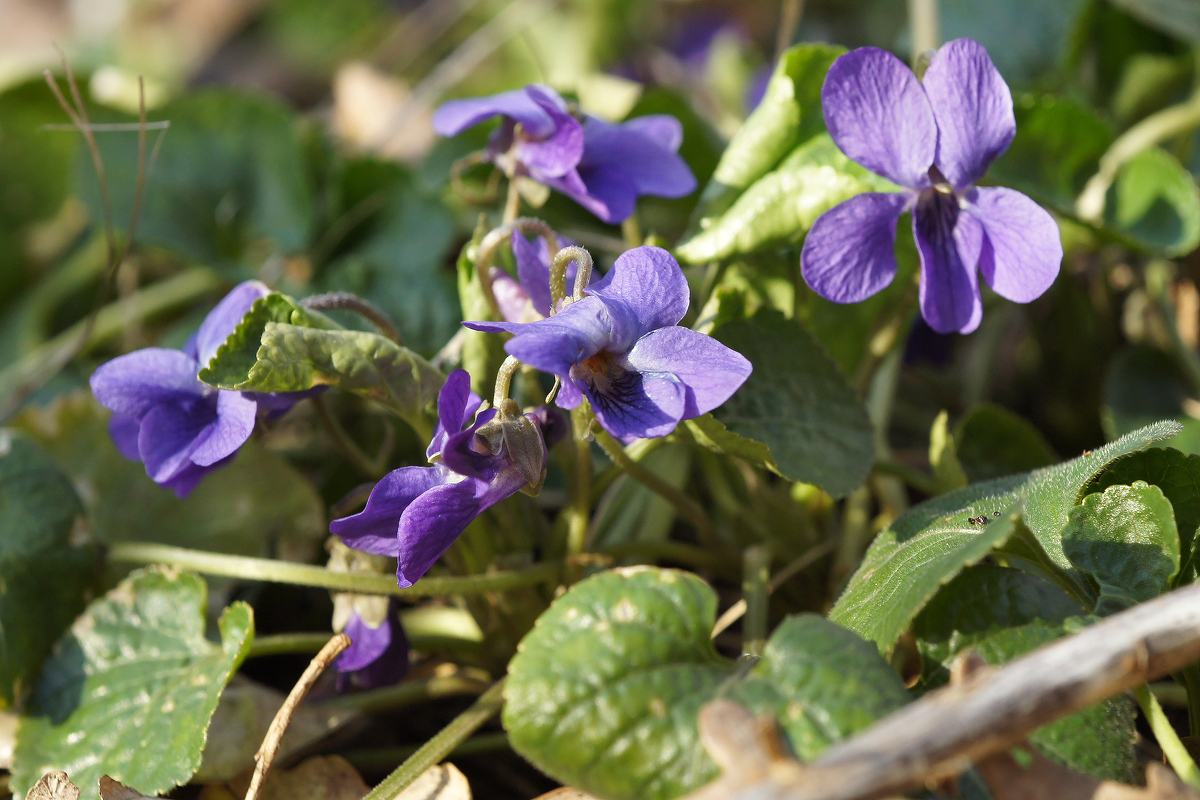 Image of Viola odorata specimen.