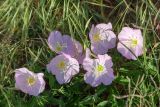 Oenothera speciosa. Цветки и бутоны. Израиль, г. Яффо, высокий берег Средиземного моря. 03.04.2024.