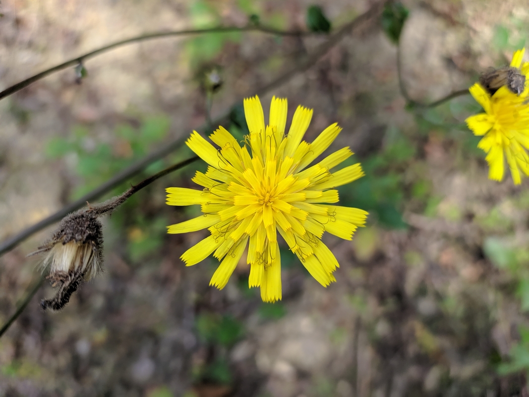 Изображение особи род Hieracium.