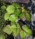 Rubus arcticus. Листья. Красноярский край, Таймырский Долгано-Ненецкий р-н, плато Путорана, водопад Китабо-Орон, поросший мхами каменистый склон. 26.07.2023.