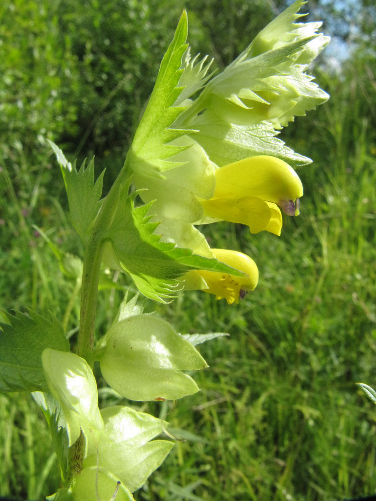 Изображение особи Rhinanthus vernalis.