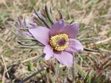 Pulsatilla dahurica