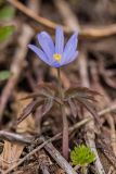 Anemone caucasica. Цветущее растение. Адыгея, Майкопский р-н, плато Лаго-Наки, ≈ 1800 м н.у.м., склон балки, вблизи стаявшего снежника. 30.04.2024.