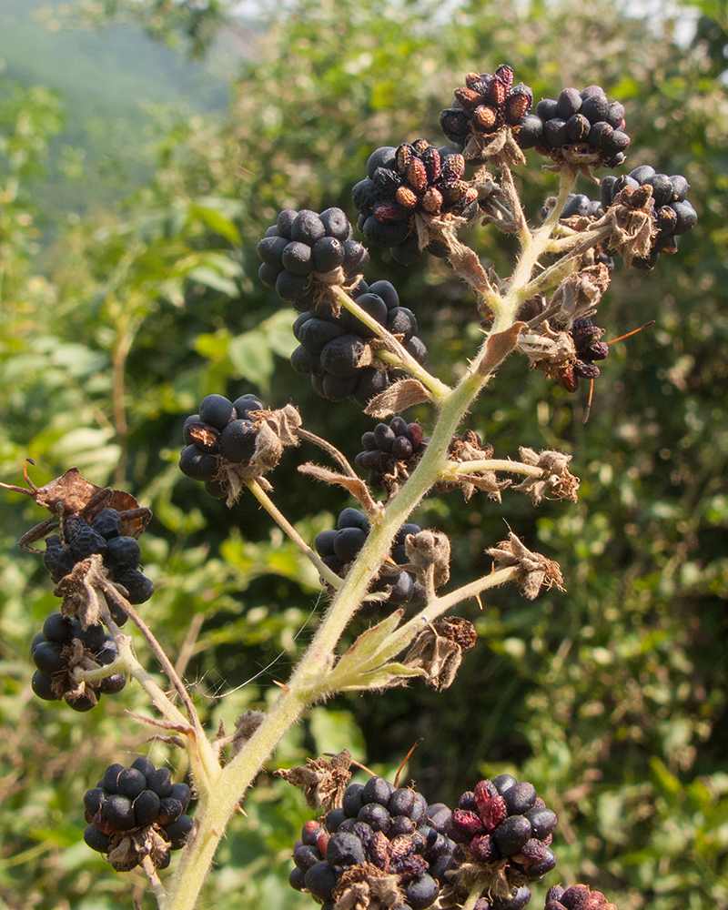 Image of Rubus lloydianus specimen.