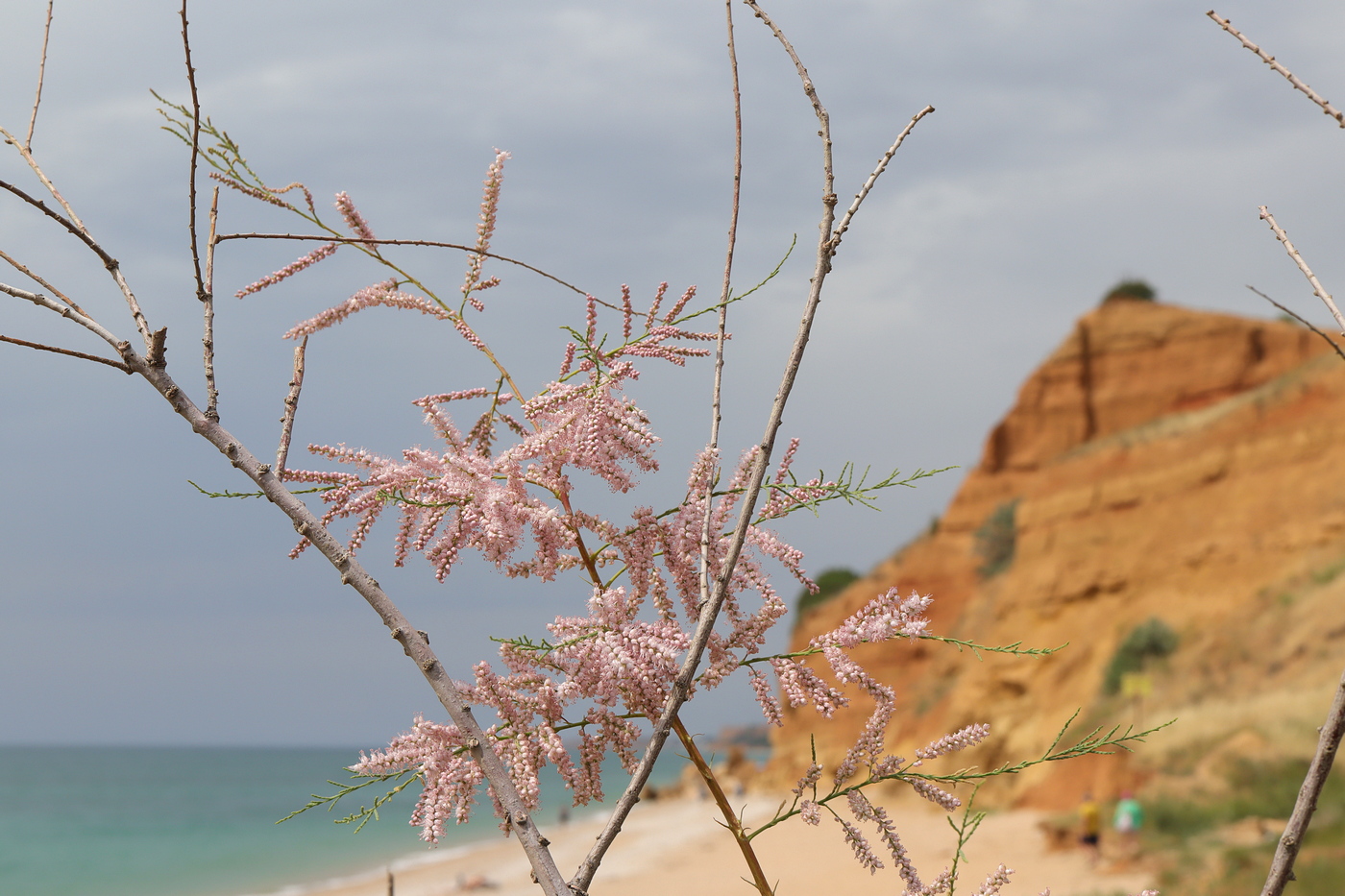 Изображение особи Tamarix ramosissima.