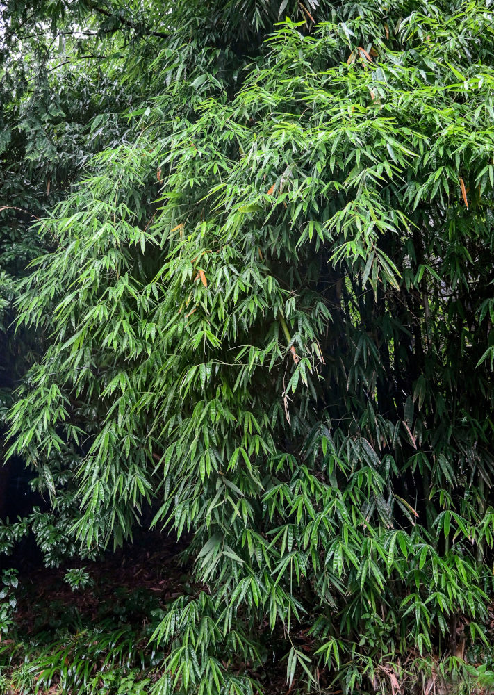 Изображение особи Phyllostachys pubescens.