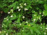 Cardamine amara