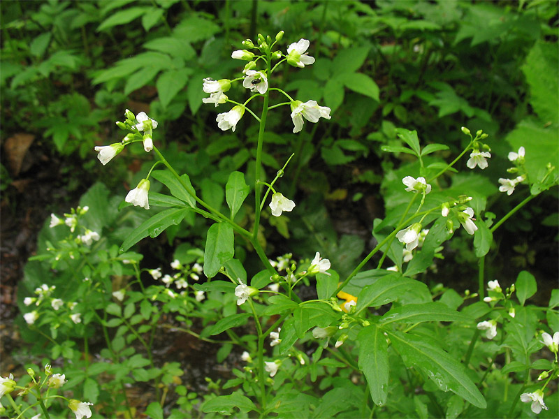 Изображение особи Cardamine amara.