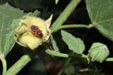 Alcea nudiflora
