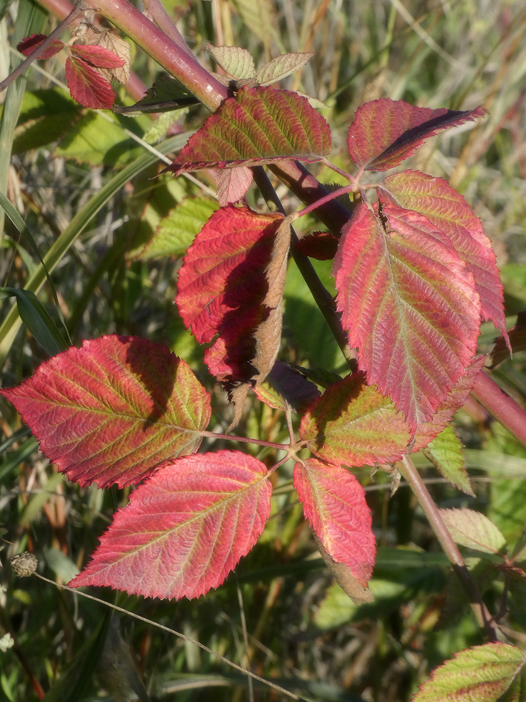 Image of Rubus nessensis specimen.