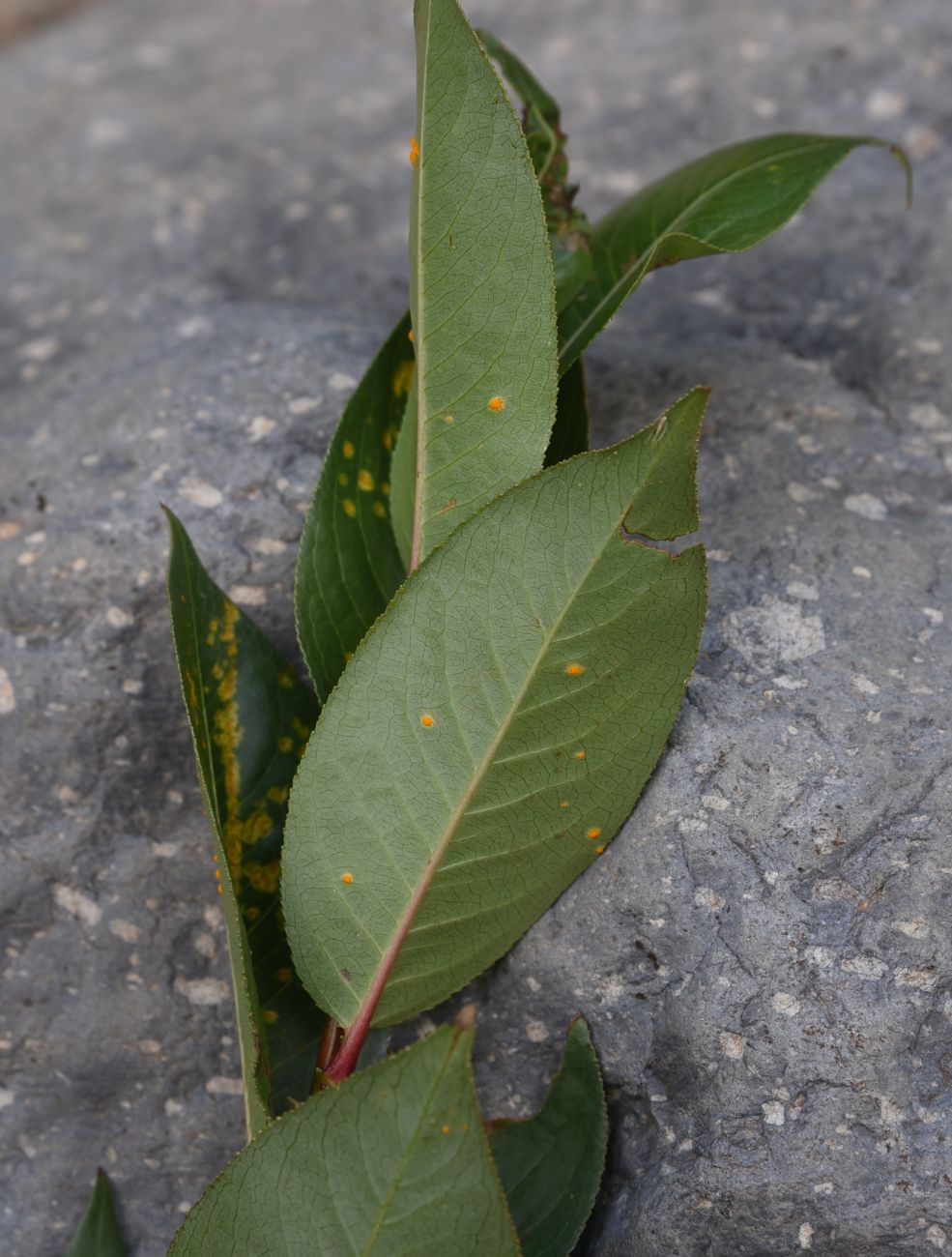 Image of Salix pentandrifolia specimen.