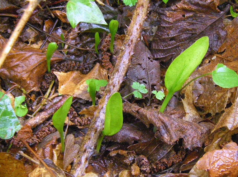 Изображение особи Ophioglossum vulgatum.