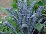 Brassica oleracea. Верхушки листьев (сорт 'Тоскана'). Московская обл., Раменский р-н, окр. дер. Хрипань, садовый участок. 26.06.2024.