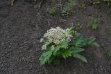 Heracleum leskovii