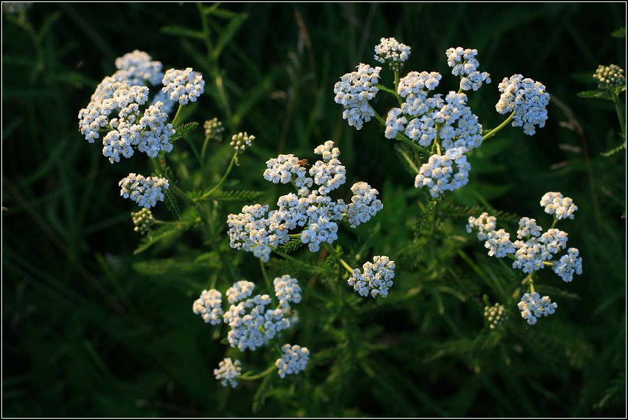 Image of Achillea millefolium specimen.