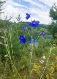 genus Delphinium