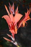 Canna indica