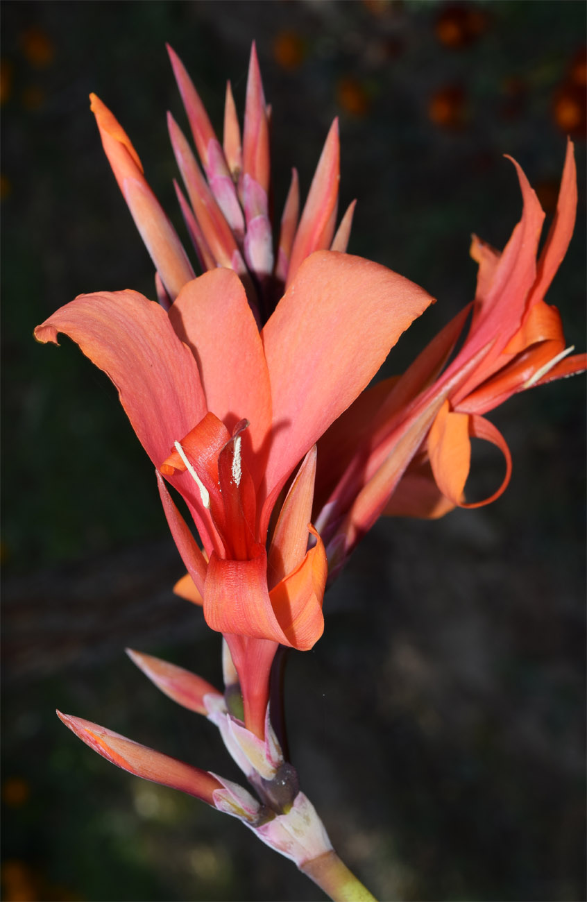 Изображение особи Canna indica.