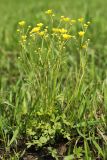 Ranunculus japonicus. Цветущее растение. Приморский край, Октябрьский р-н, окр. с. Гранатовка, на лугу. 21.05.2025.