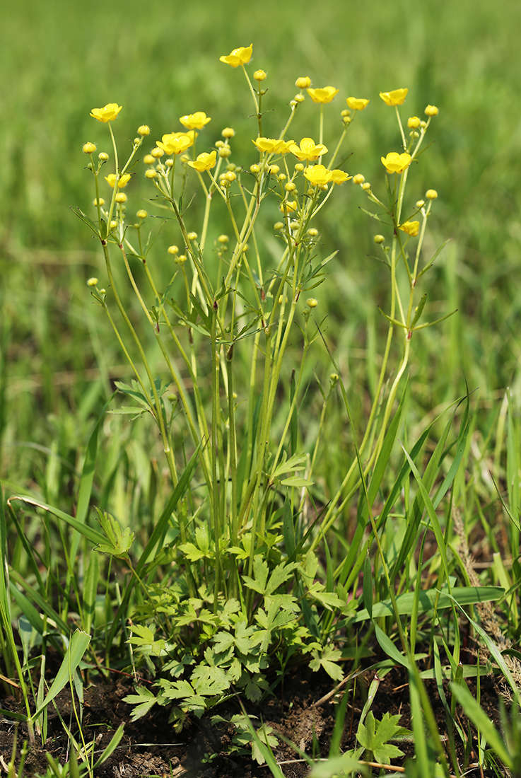 Image of Ranunculus japonicus specimen.