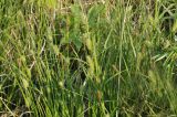 genus Carex. Цветущие растения. Приморский край, Уссурийский ГО, окр. с. Монакино, переувлажнённый луг. 31.05.2025.