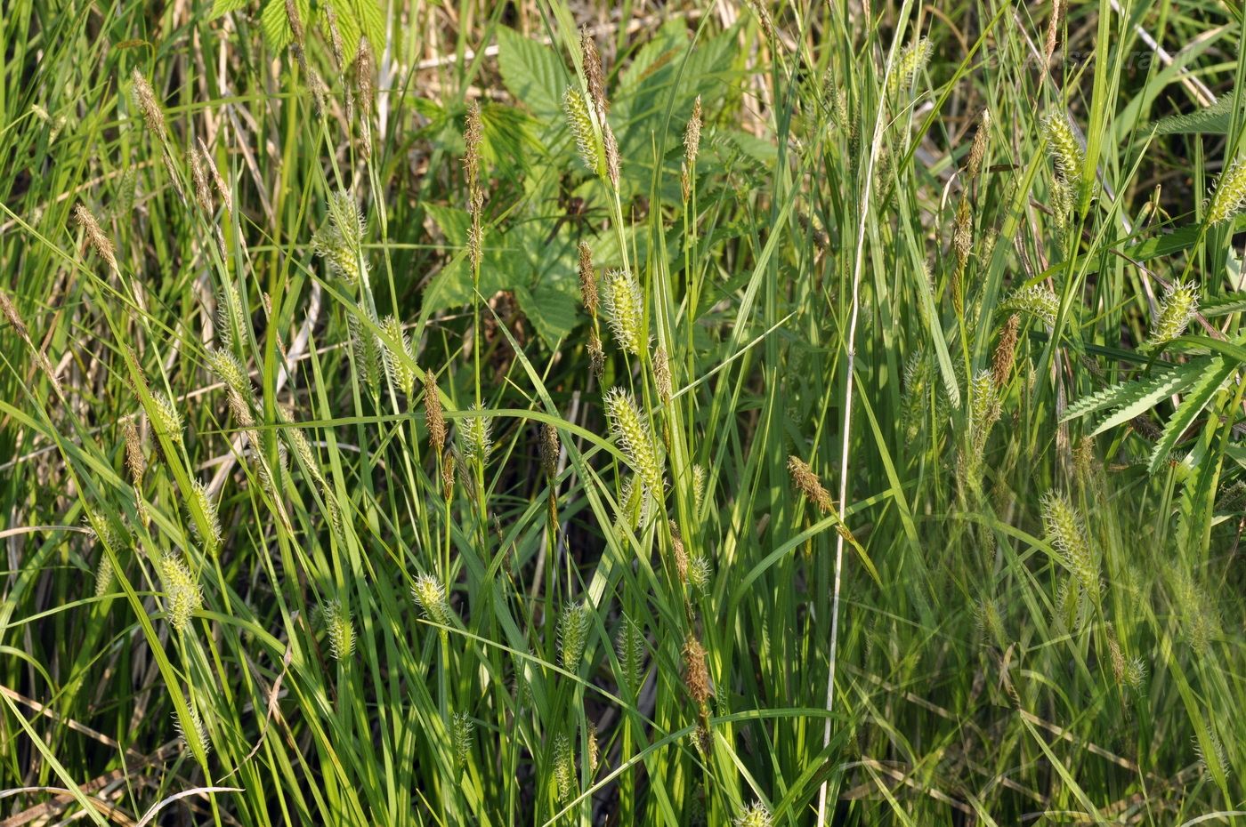 Image of genus Carex specimen.