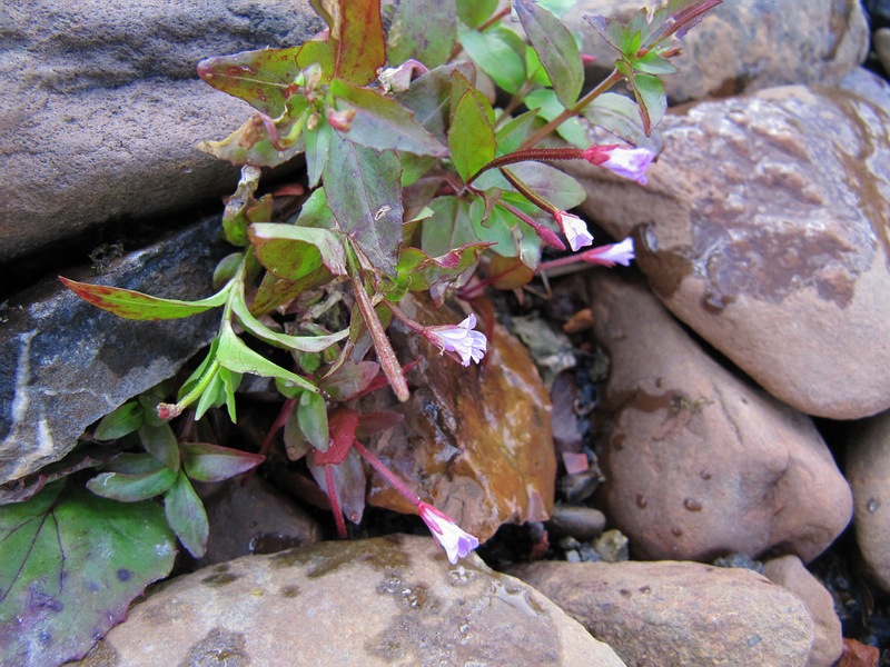 Image of Epilobium anagallidifolium specimen.