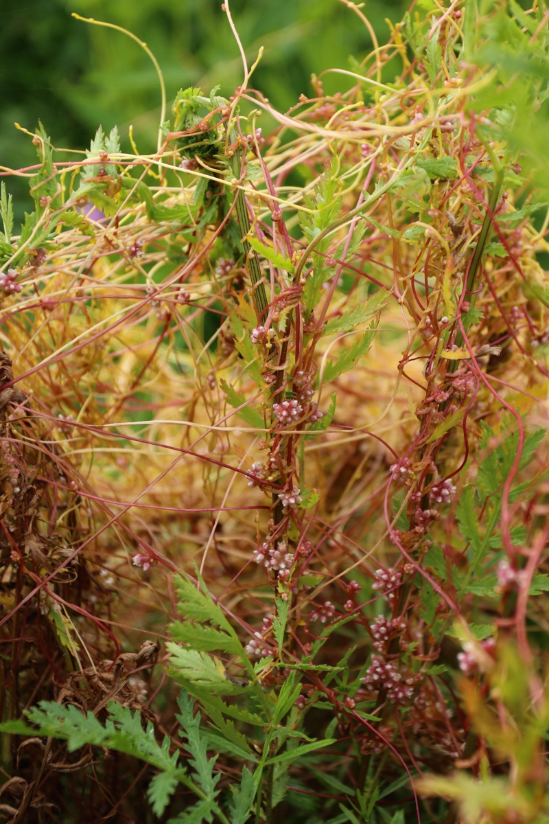 Изображение особи Cuscuta campestris.