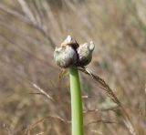 Allium cepa