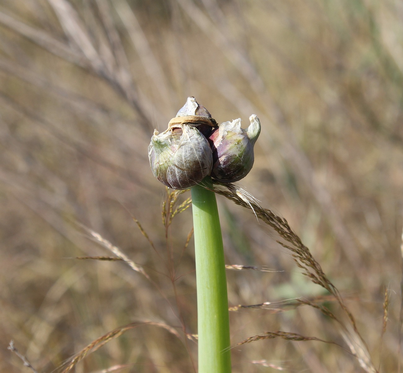 Image of Allium cepa specimen.