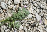род Erodium