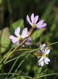 Primula nutans