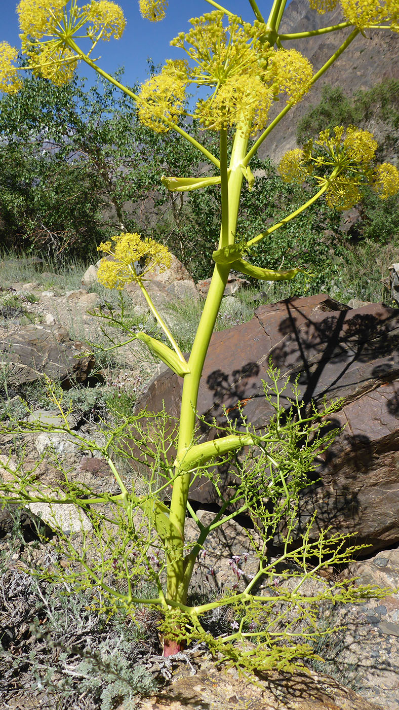 Изображение особи Ferula grigoriewii.