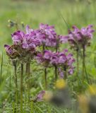View full-size image genus Pedicularis