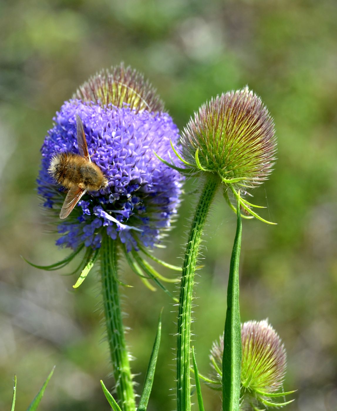 Image of Dipsacus gmelinii specimen.