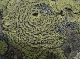 genus Rhizocarpon