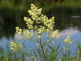 Thalictrum lucidum. Верхняя часть цветущего растения. Киев, берег Святошинского озера. 18 июня 2010 г.