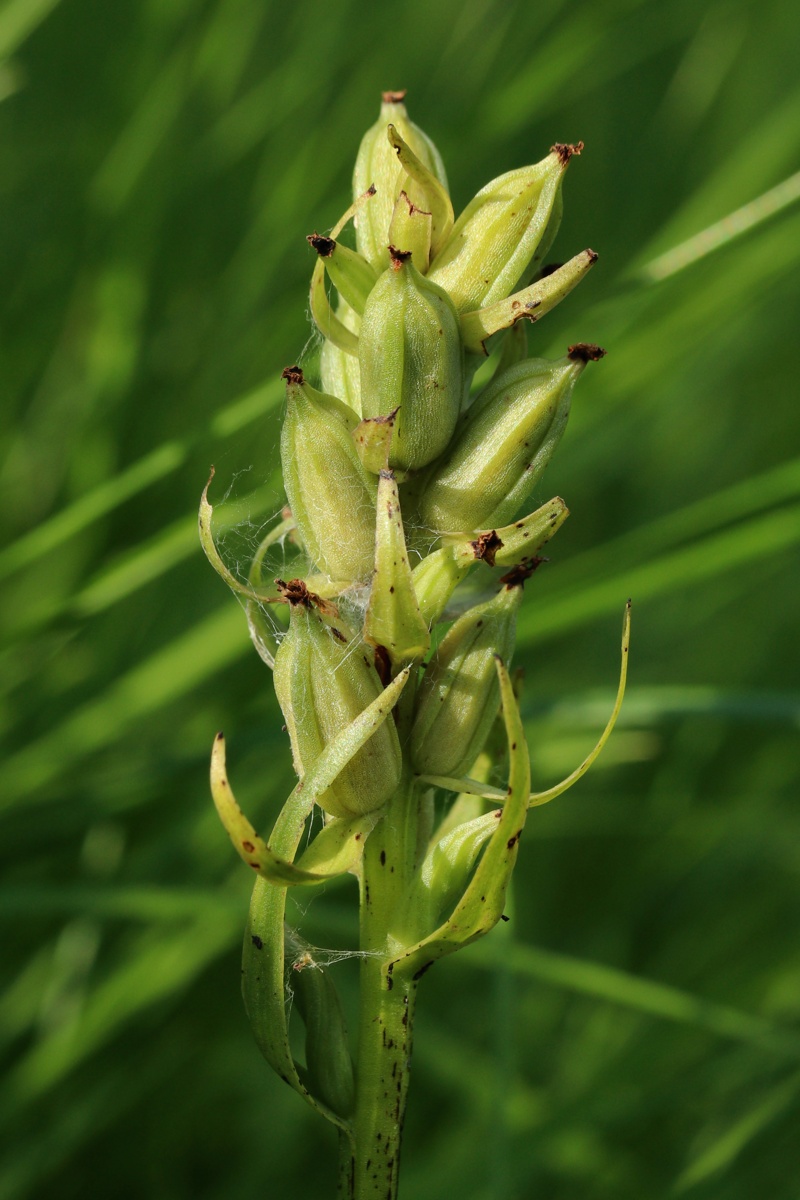 Изображение особи Dactylorhiza baltica.