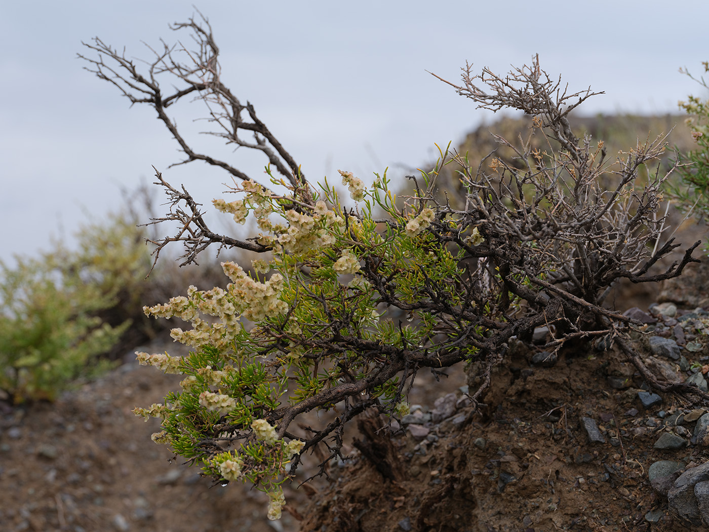 Image of Salsola arbuscula specimen.