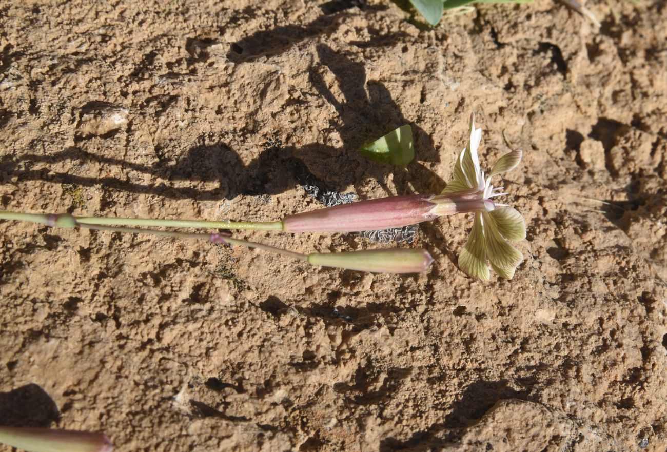 Image of Silene chlorifolia specimen.