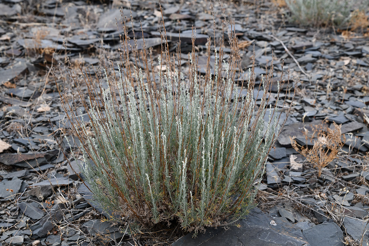 Image of genus Artemisia specimen.