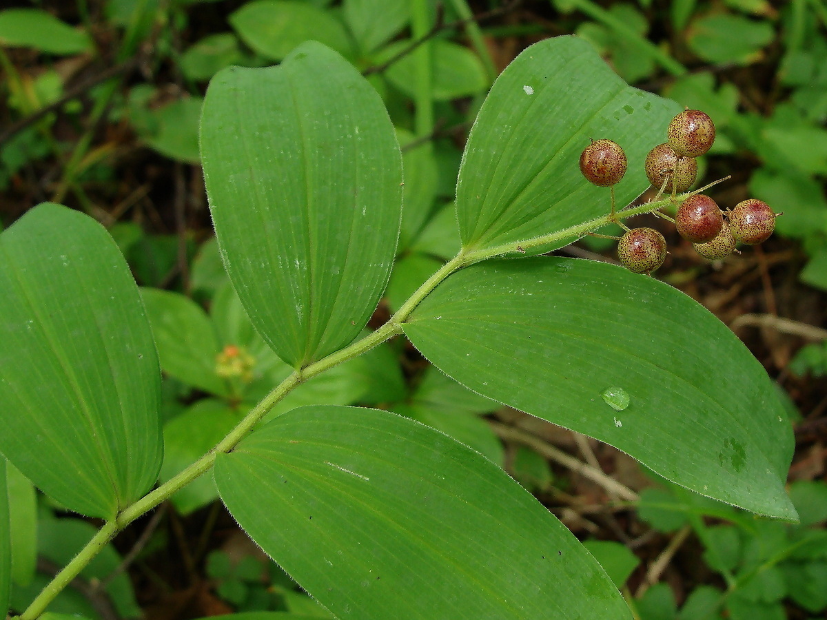 Image of Smilacina dahurica specimen.