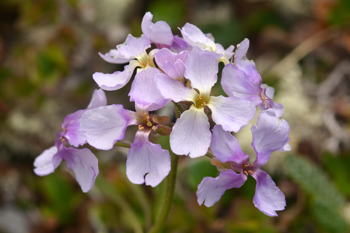 Изображение особи Parrya nudicaulis.